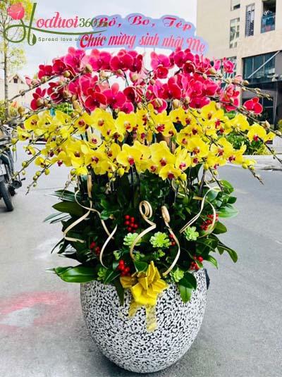 Chậu lan hồ điệp kết hợp - Thuận lợi sinh tài