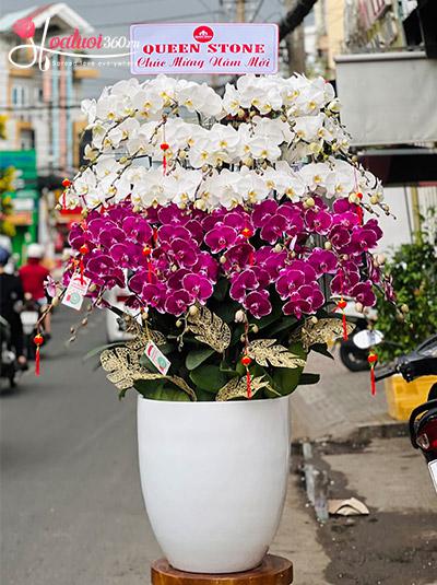Chậu lan hồ điệp kết hợp - Thuận lợi trăm bề