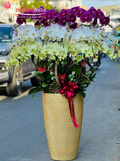 Chậu lan hồ điệp kết hợp - Tiền vô như nước