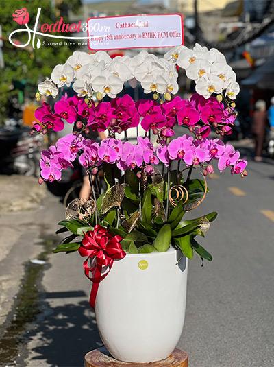 Chậu lan hồ điệp kết hợp - Tinh tế sang trọng