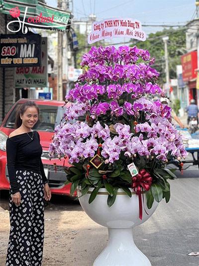 Chậu lan hồ điệp kết hợp - Tràn đầy hạnh phúc
