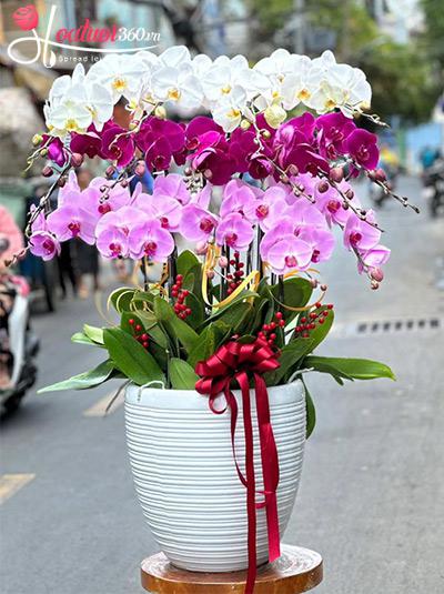 Chậu lan hồ điệp kết hợp - Tuổi xuân rực rỡ