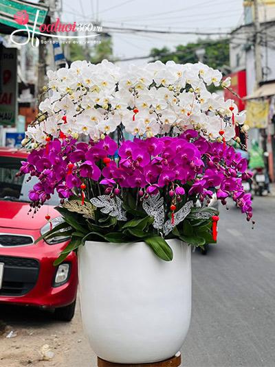 Chậu lan hồ điệp kết hợp - Tuyệt sắc