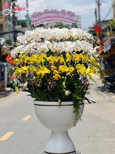 Chậu lan hồ điệp kết hợp - Vận may kéo đến