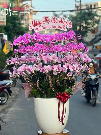 Chậu lan hồ điệp kết hợp - Vạn phúc trường sinh