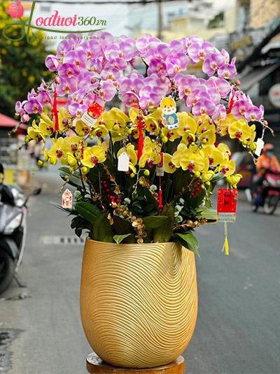 Chậu lan hồ điệp kết hợp - Vạn sự cát tường