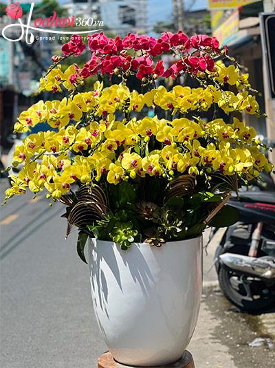 Chậu lan hồ điệp kết hợp - Vạn sự tốt đẹp