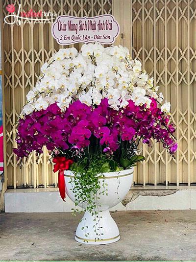 Chậu lan hồ điệp kết hợp - Hạnh phúc lâu dài