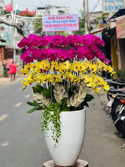 Chậu lan hồ điệp kết hợp - Vinh quang tuyệt sắc