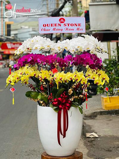 Chậu lan hồ điệp kết hợp - Vui cả một năm