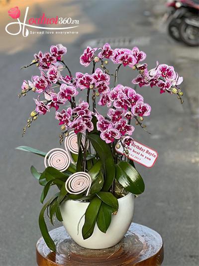 Chậu lan hồ điệp mini - Ánh dương