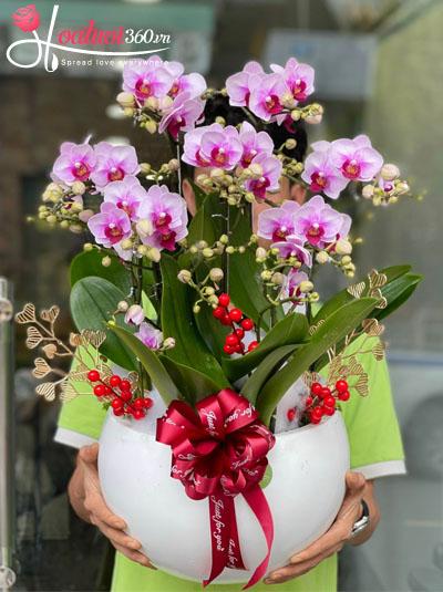 Chậu lan hồ điệp mini - Duyên dáng