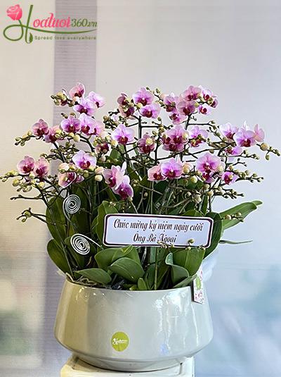 Chậu lan hồ điệp mini - Duyên tình mặn nồng