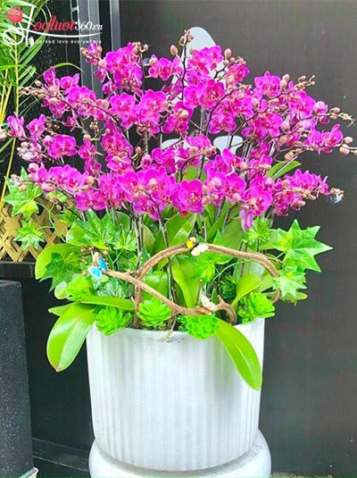 Chậu lan hồ điệp mini - Gặp gỡ hoàng hôn