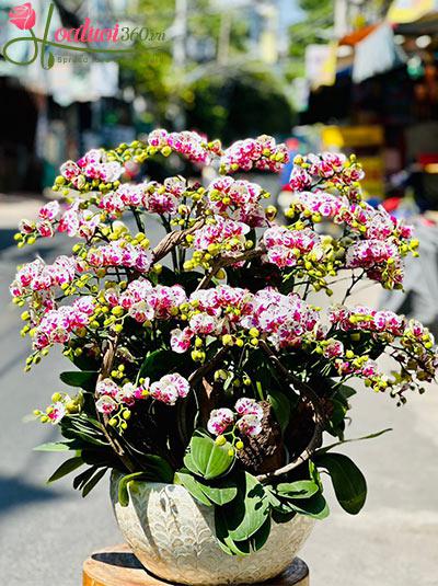 Chậu lan hồ điệp mini - Gói trọn yêu thương