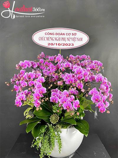 Chậu lan hồ điệp mini - Gửi trao tin yêu