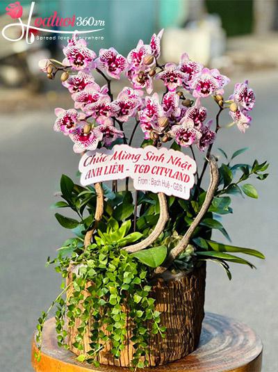 Chậu lan hồ điệp mini - Hạnh phúc giản đơn