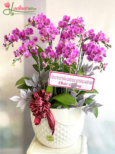 Chậu lan hồ điệp mini hồng - Sắc duyên đằm thắm