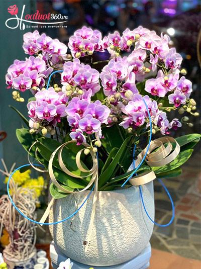 Chậu lan hồ điệp mini hồng - Thiên sắc ngọt ngào