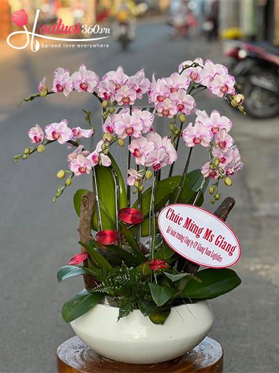 Chậu lan hồ điệp mini - Hương hoa khoe sắc