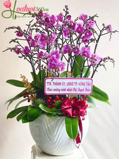Chậu lan hồ điệp mini - Hương hoa trong lành