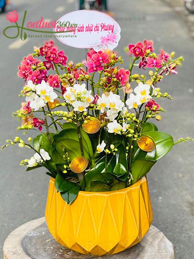 Chậu lan hồ điệp mini kết hợp - Rực rỡ thanh xuân