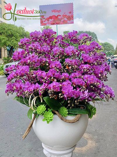 Chậu lan hồ điệp mini - Minh chứng tình yêu