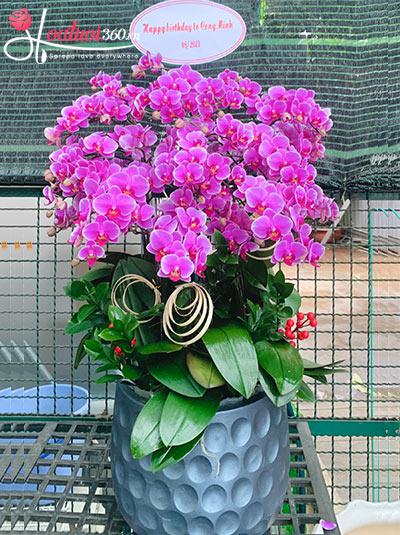 Chậu lan hồ điệp mini - Ngày mới nắng lên