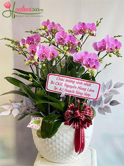 Chậu lan hồ điệp mini - Niềm vui nho nhỏ