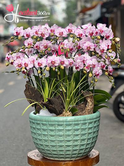 Chậu lan hồ điệp mini - Phong cảnh hữu tình