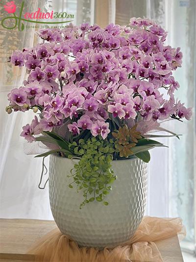 Chậu lan hồ điệp mini - Phúc an thuận hòa