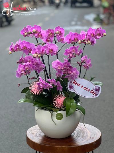 Chậu lan hồ điệp mini - Relax and chill