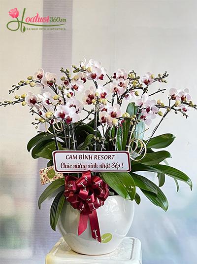 Chậu lan hồ điệp mini - Thăng quan tiến chức