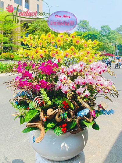 Chậu lan hồ điệp mini - Thành công vang dội