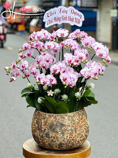 Chậu lan hồ điệp mini - Thu hân hoan