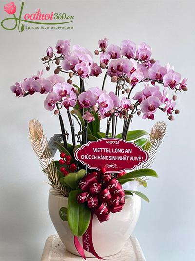 Chậu lan hồ điệp mini - Thuận buồm xuôi gió