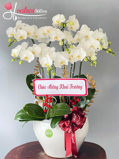 Chậu lan hồ điệp mini - Thuận phát an khang