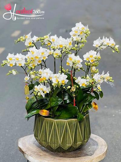 Chậu lan hồ điệp mini trắng - Si mê