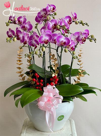 Chậu lan hồ điệp mini - Trọn vẹn đủ đầy