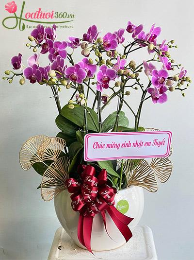 Chậu lan hồ điệp mini - Tuổi mới huy hoàng