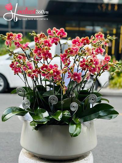 Chậu lan hồ điệp mini - Tươi vui ngày mới