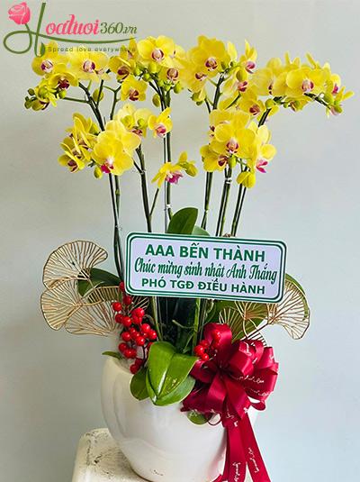 Chậu lan hồ điệp mini vàng - Phú quý rực rỡ