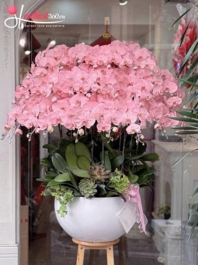 Chậu lan hồ điệp nhuộm màu - Cát tường như hoa