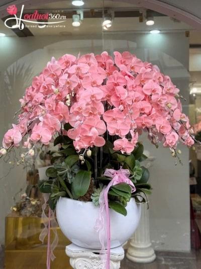 Chậu lan hồ điệp nhuộm màu - Hồ điệp cát tường