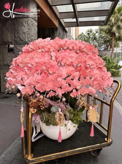 Chậu lan hồ điệp nhuộm màu - Hồng lan tụ lộc