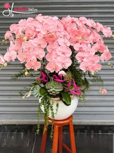 Chậu lan hồ điệp nhuộm màu - Tài lộc nở hoa