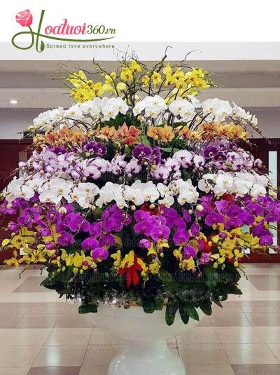 chậu lan hồ điệp tết kết hợp nhiều màu sắc thể hiện nét du xuân chậu lan hồ điệp tết kết hợp nhiều màu sắc thể hiện nét du xuân