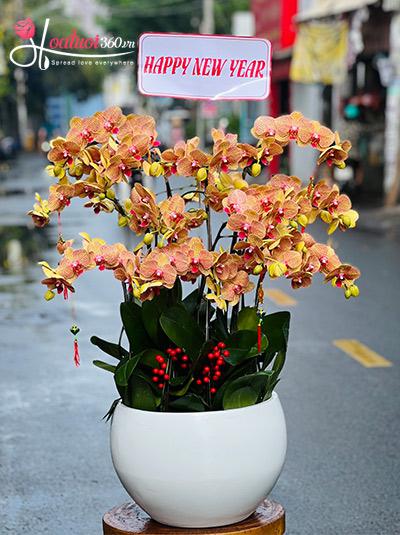 Chậu lan hồ điệp tết - Du xuân