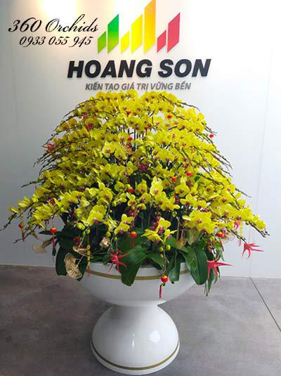 Chậu lan hồ điệp tết - Tấn tài tấn lộc