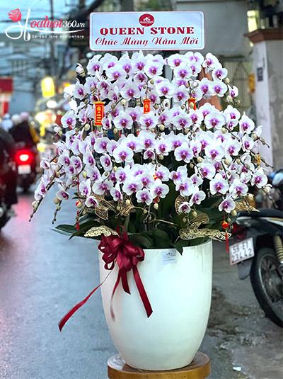 Chậu lan hồ điệp tết - Tuyệt sắc xuân